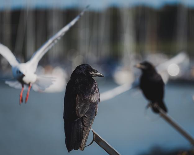Два ворона и чайка