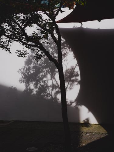 Тень дерева на стене