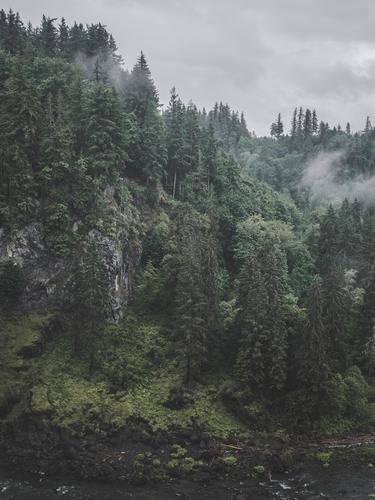 Лес на скалах в тумане