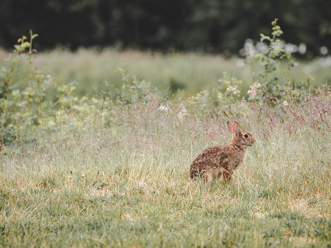 Заяц в поле