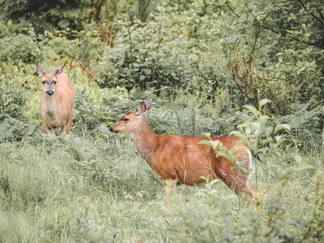Олени в кустах