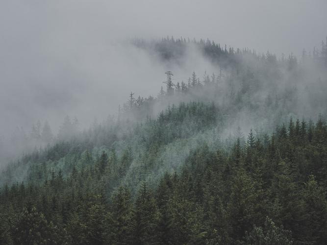 Лес на склоне в тумане