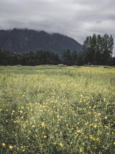 Поле желтых цветов на фоне туманных гор