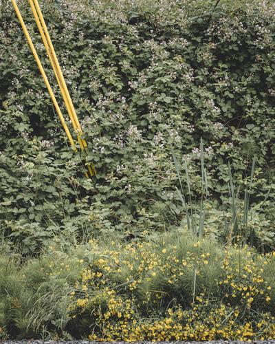 Желтые провода уходят в куст с желтыми цветами