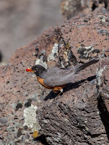 Птица с ягодами в клюве
