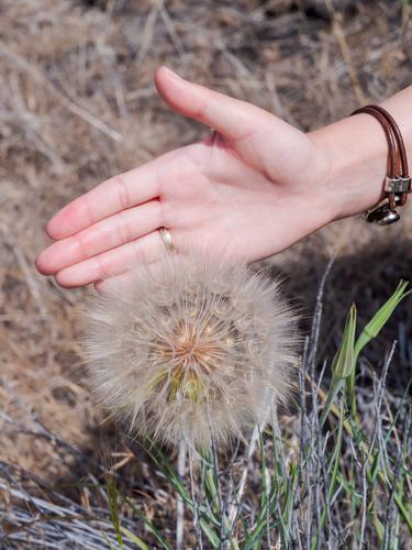 Гигантский одуванчик и ладонь для масштаба