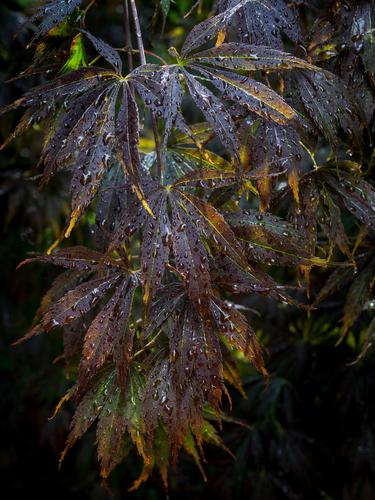 Крупный план фиолетовых листьев клёна