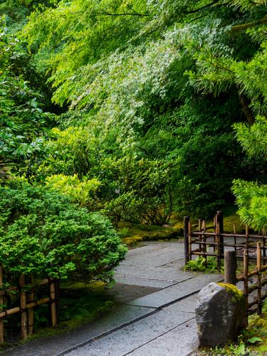 Яркая зелень в Японском саду