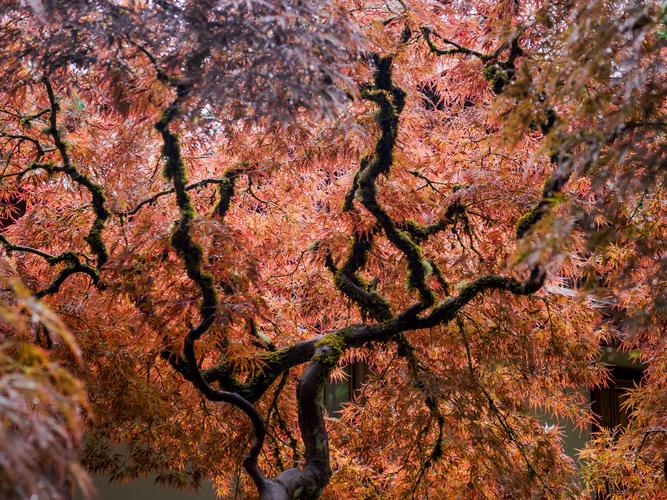 Оранжевый клён в Японском саду