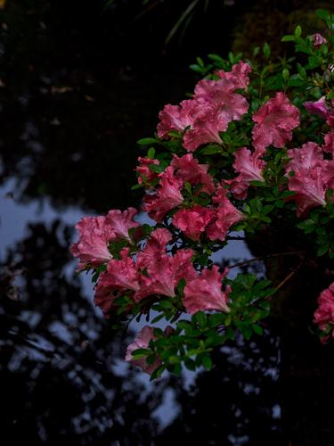 Розовые цветы на фоне темной зелени