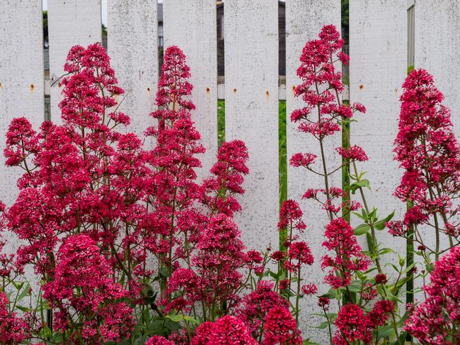 Цветы на фоне дощатого забора