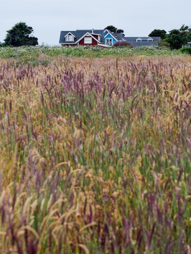 Травы и дом вдалеке