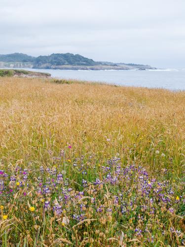Поле диких трав