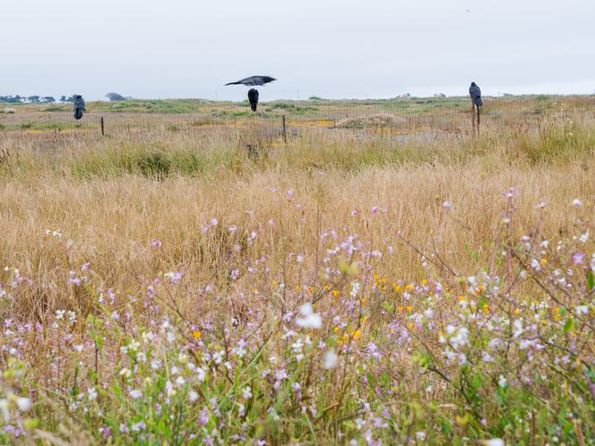Crow flying over a field of flowers Crow flying over a field of flowers