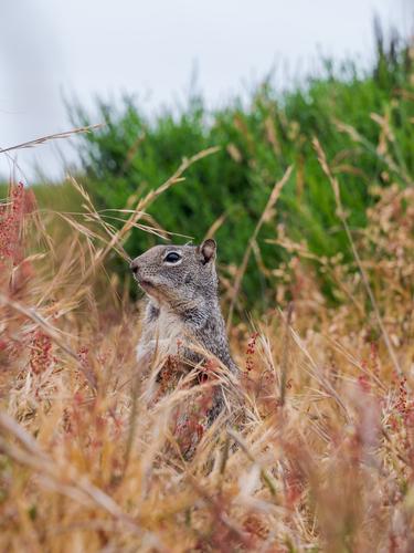 Close-up of a squirrel Close-up of a squirrel