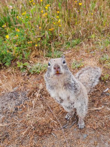 Squirrel looking at the camera Squirrel looking at the camera