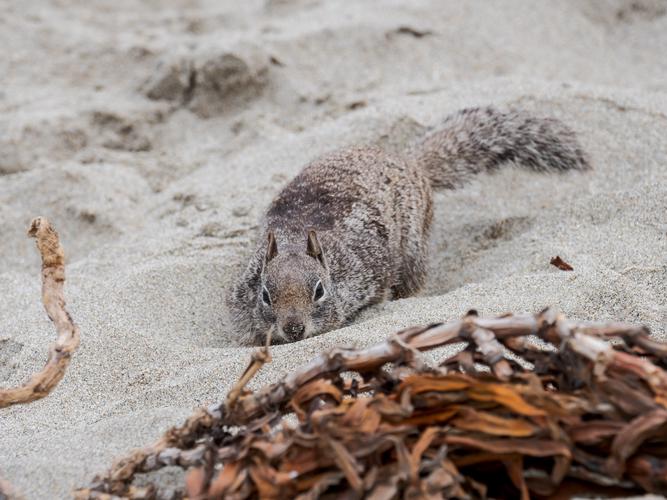Squirrel in the sand Squirrel in the sand