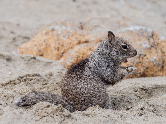 Squirrel in the sand on its hind legs Squirrel in the sand on its hind legs