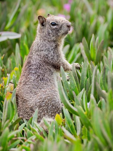 Squirrel in vegetation Squirrel in vegetation