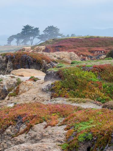 View of dunes covered with multicoloured plants View of dunes covered with multicoloured plants