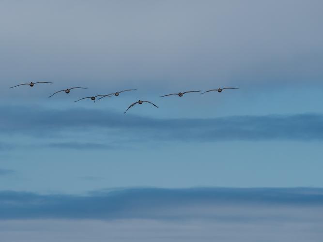 Flock of birds flying over the sea Flock of birds flying over the sea
