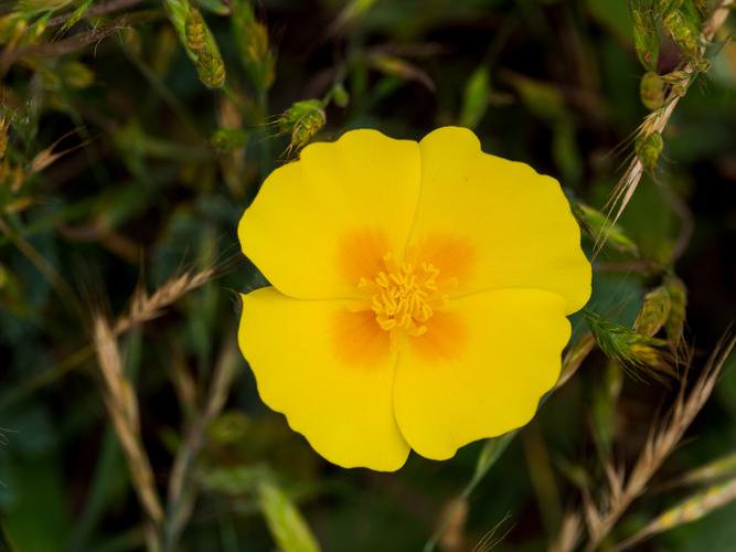 Yellow flowers in grass Yellow flowers in grass