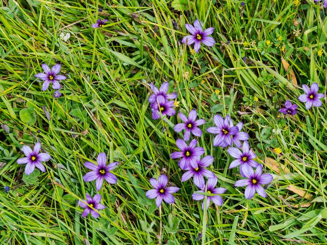 Purple flowers in green grass Purple flowers in green grass