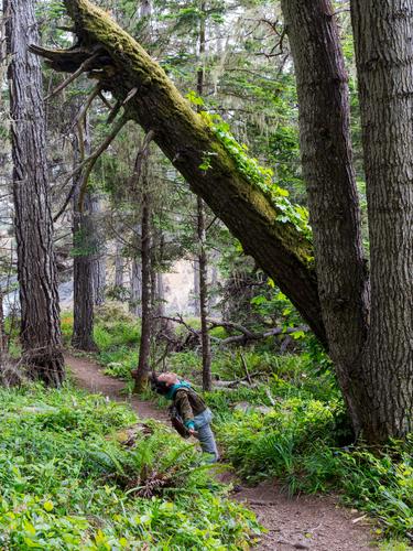 Woman looking up at a leaning tree Woman looking up at a leaning tree
