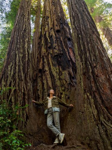 Девушка под тремя стволами деревьев, поднимающимися к небу