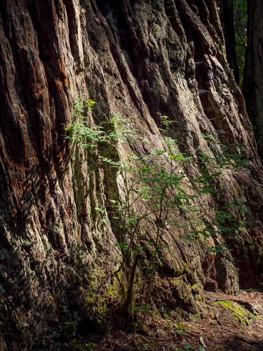 Фрагмент дерева с тонкими ветками куста перед ним