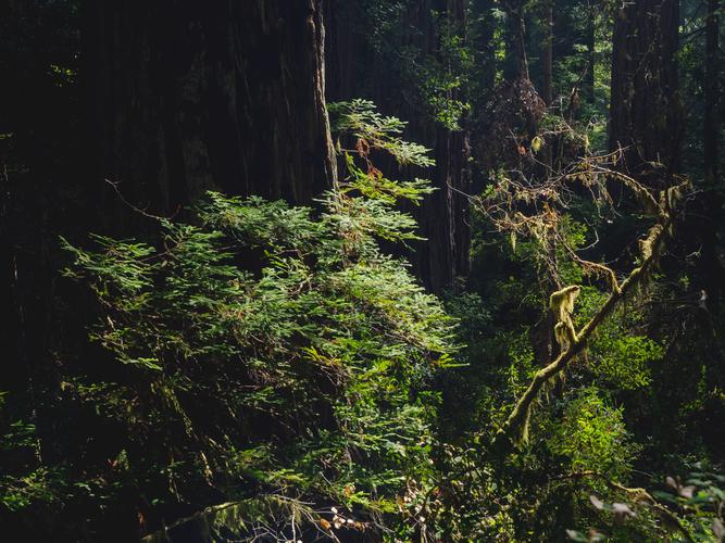 Куст в лесу в лучах солнца