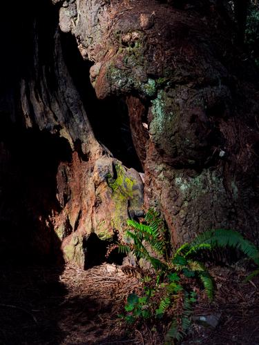 Фрагмент коры дерева