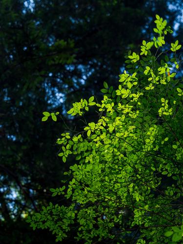 Мелкие листочки дерева на фоне голубого неба