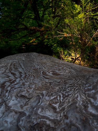 Фрагмент ствола дерева с листвой