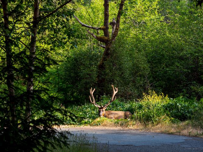 Вдалеке лежит огромный олень