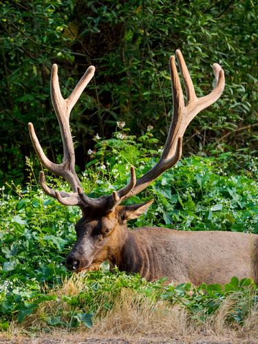 Огромный олень поближе