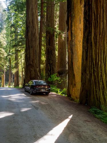 Автомобиль среди высоких деревьев
