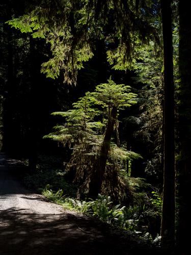 Ветви деревье в лучах солнца