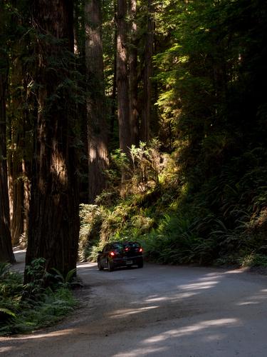 Пятна солнца на стволах деревьев и машина с тормозными огнями