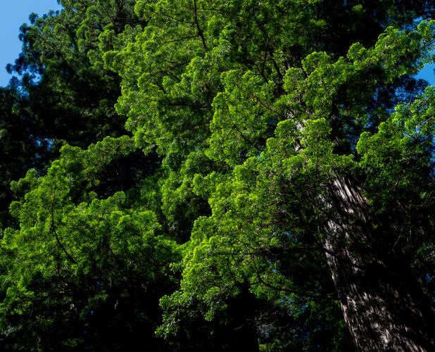 Зеленая крона дерева на фоне голубого неба