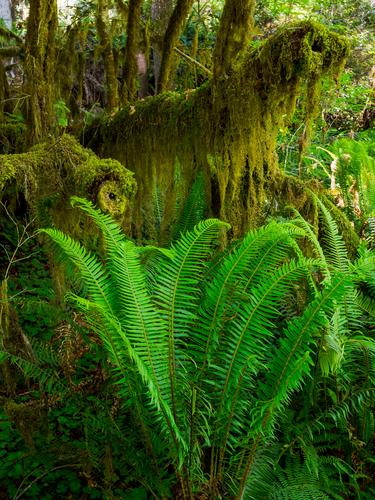 Папоротник и мох в лесу