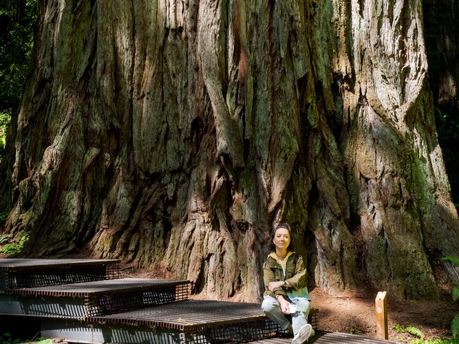 Девушка сидит под гигантским деревом