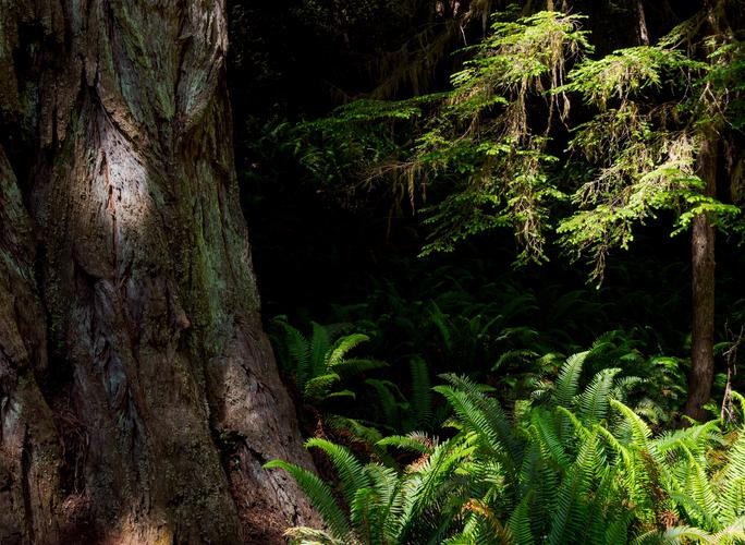 Папоротники и стволы деревьев в лучах солнца