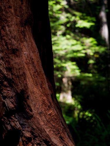 Фрагмент красного ствола дерева на фоне зеленой листвы