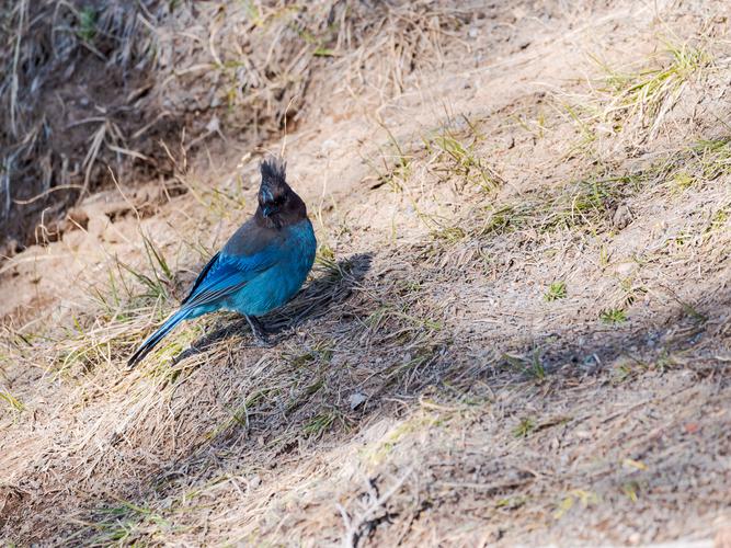 Голубая сойка