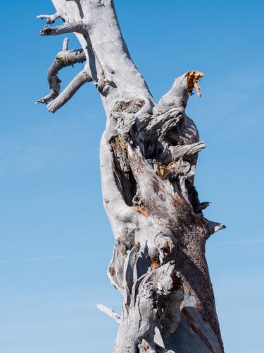 Ствол дерева на фоне неба