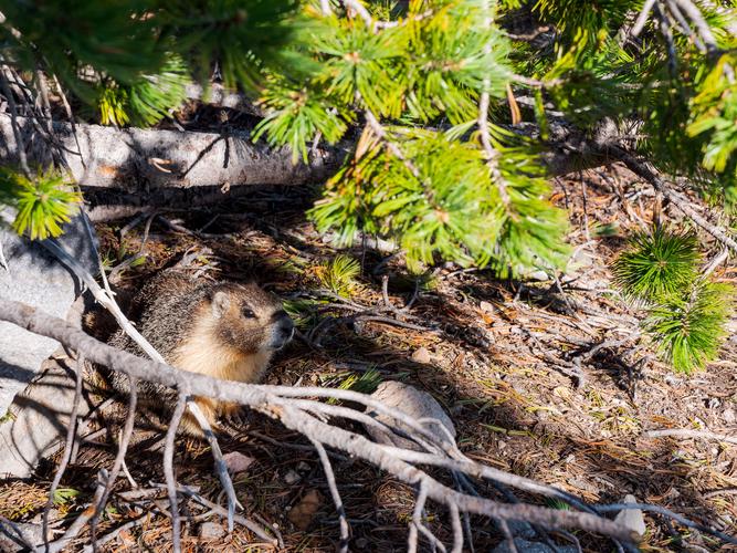 Сурок под деревом