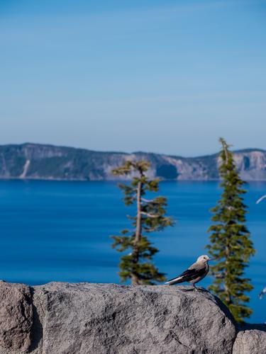 Птица на фоне горного озера