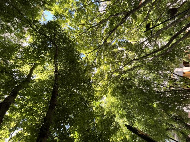 Вид снизу на зеленые кроны деревьев Вид снизу на зеленые кроны деревьев
