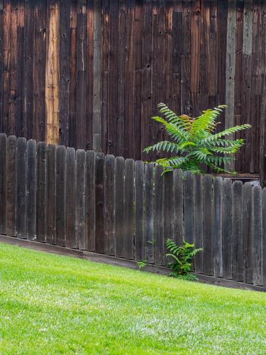 Зеленое растение на фоне дощатой стены Зеленое растение на фоне дощатой стены